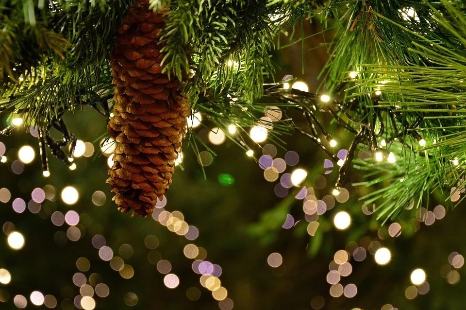 Comment choisir un sapin de Noël écologique ? - CERCLL