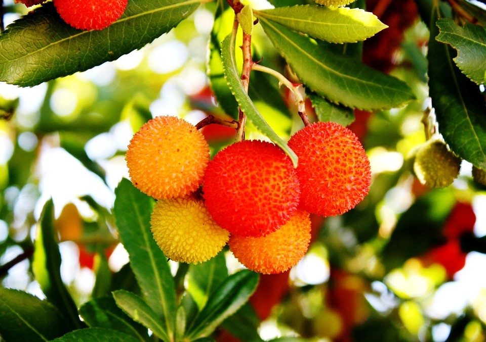 Un jardin fleuri tout l’année, même en automne ? Et pourquoi pas…