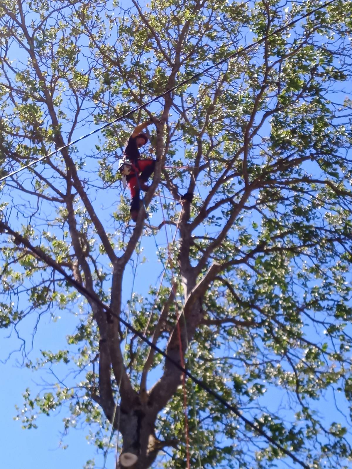 L’élagage des arbres : à quelle période les tailler ?