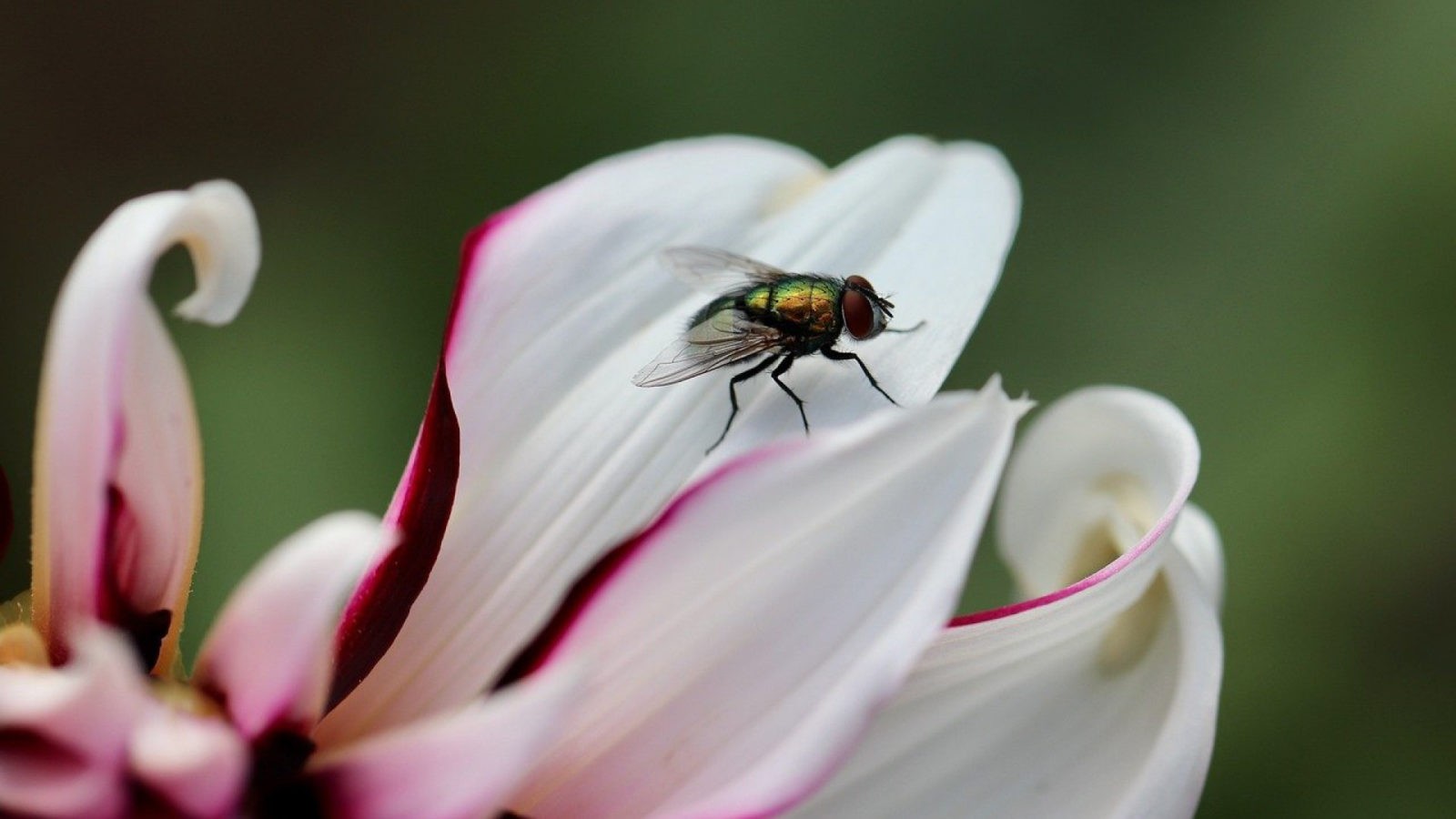 Optez pour une lutte biologique grâce à des pièges à phéromones