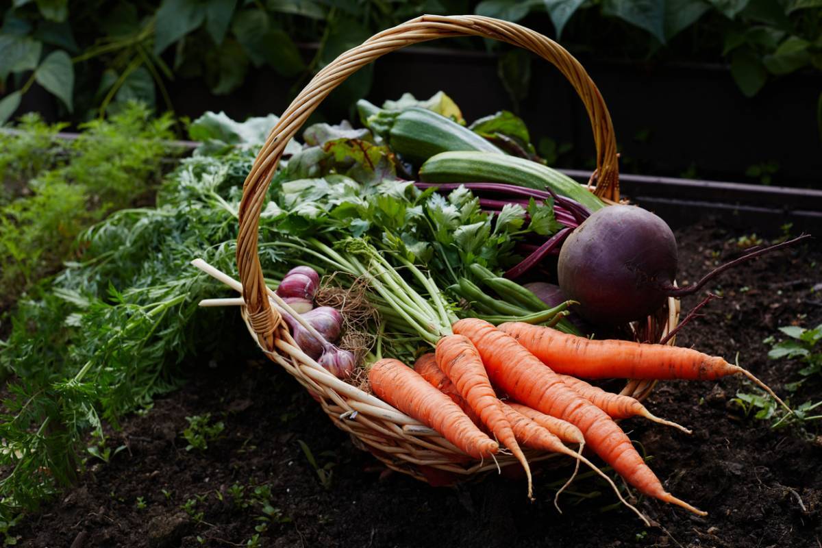 Comment prolonger les récoltes grâce à une serre de jardin ?