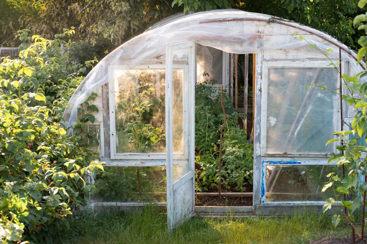 Serre de jardin : le plein de tomates