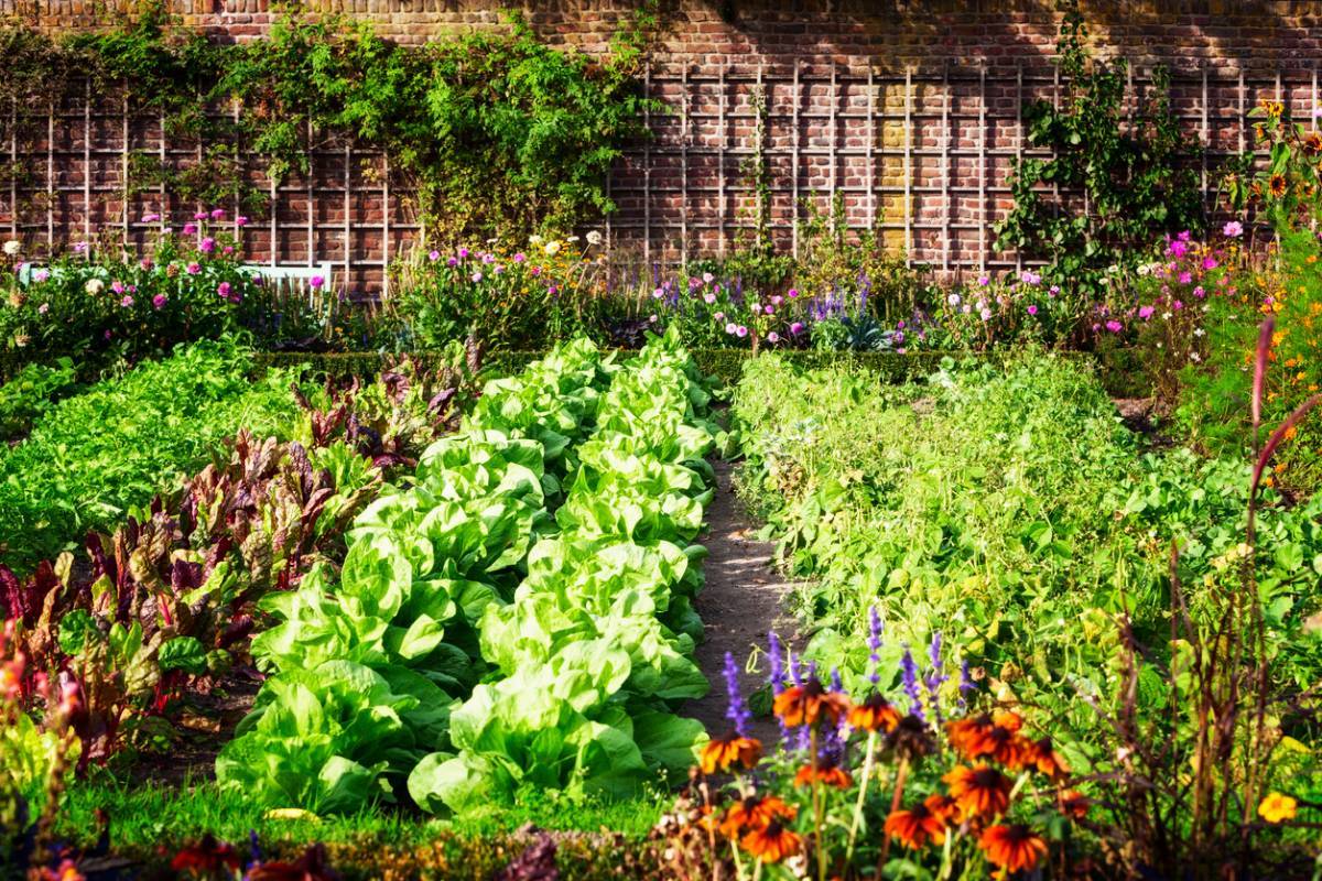 Potager : peut-on devenir autonome ?