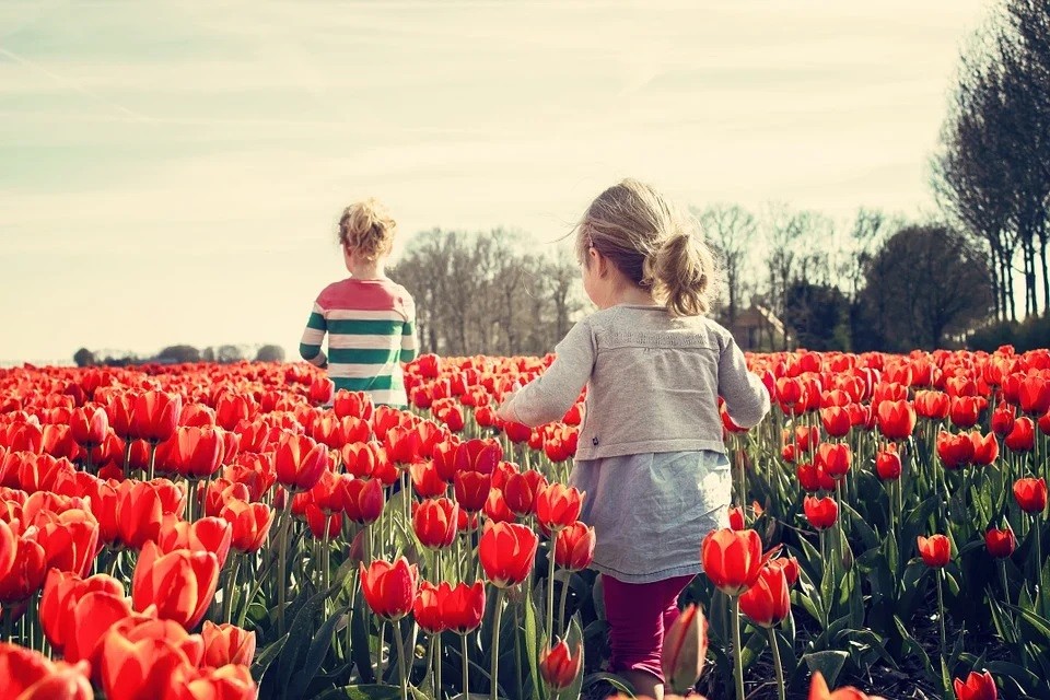 Choisir des bulbes à fleurs pour égayer son jardin au printemps