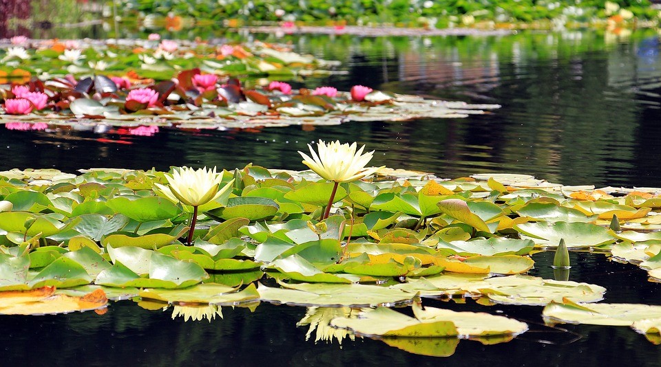 5 étapes pour aménager un bassin dans votre jardin