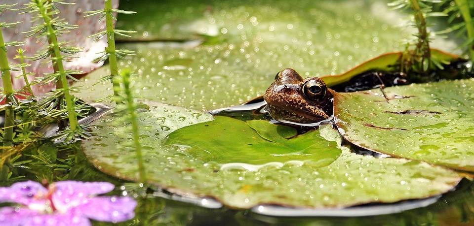 Pourquoi vous avez besoin d’un étang de jardin !