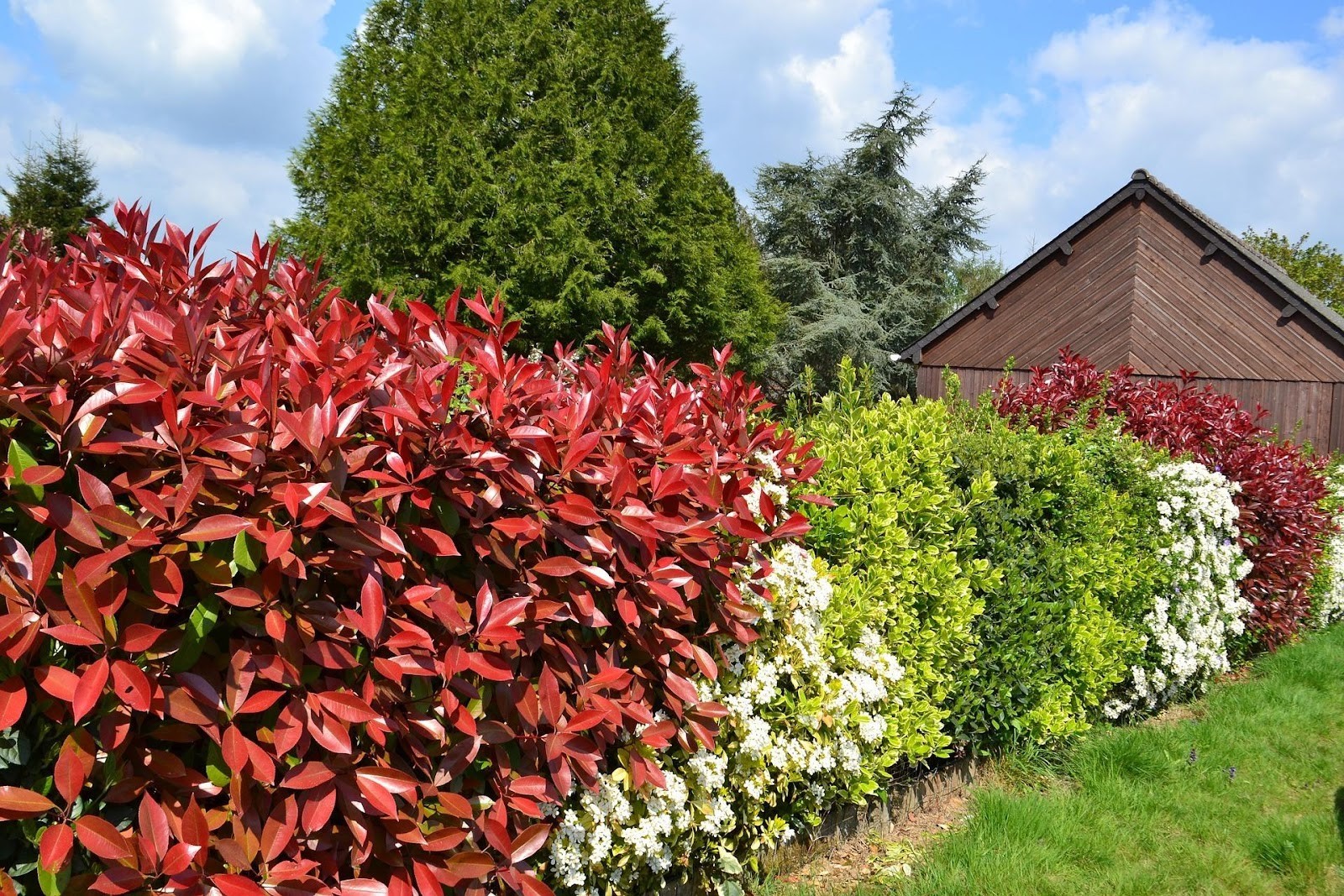 Concevoir votre propre haie de jardin : nos idées pour vous ! | Cercll