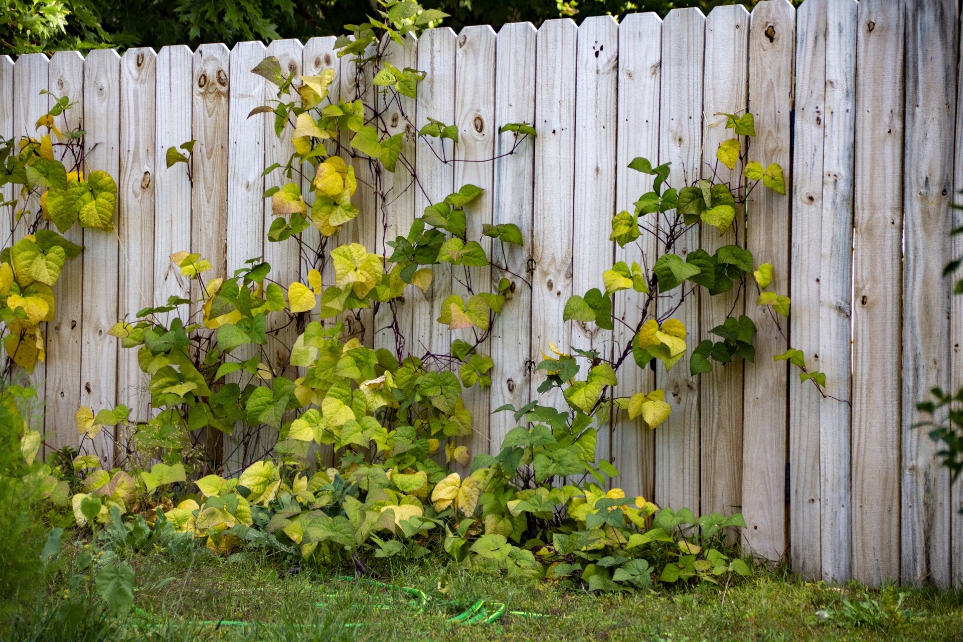 palissade bois jardin