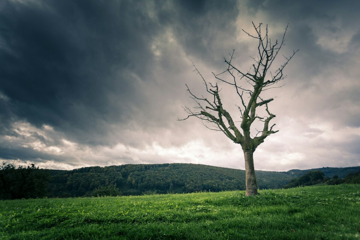 arbre mort