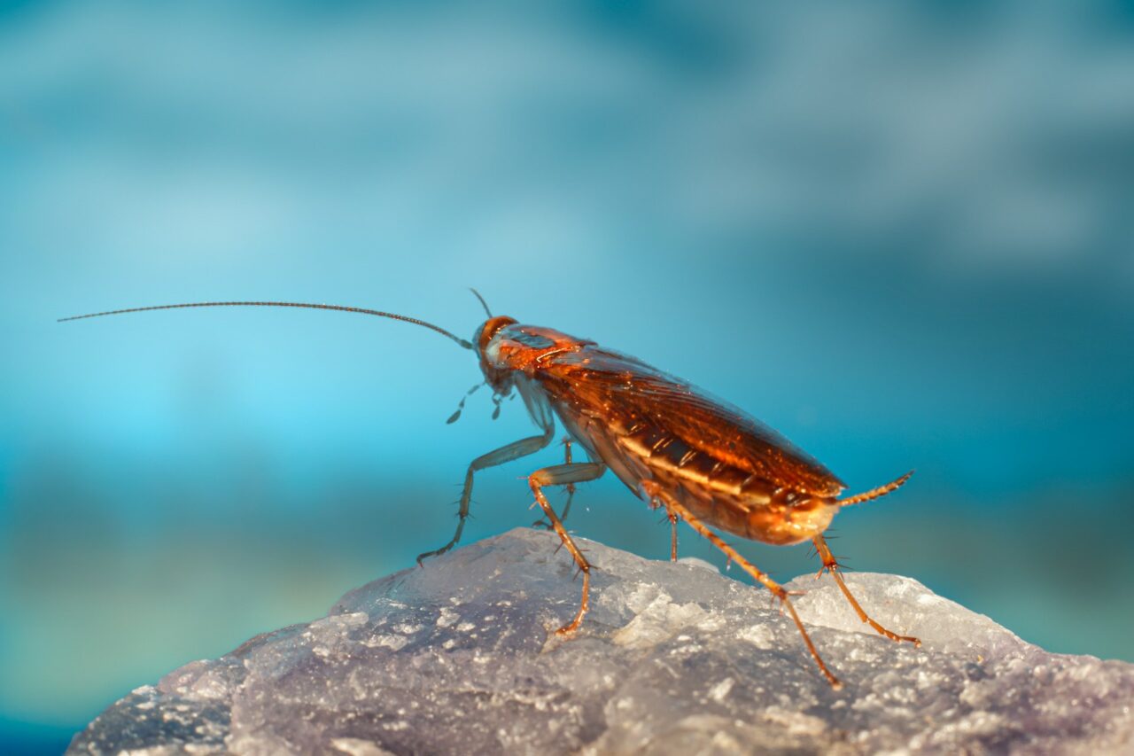 Les cafards de jardin : comment les reconnaître et les éliminer ?