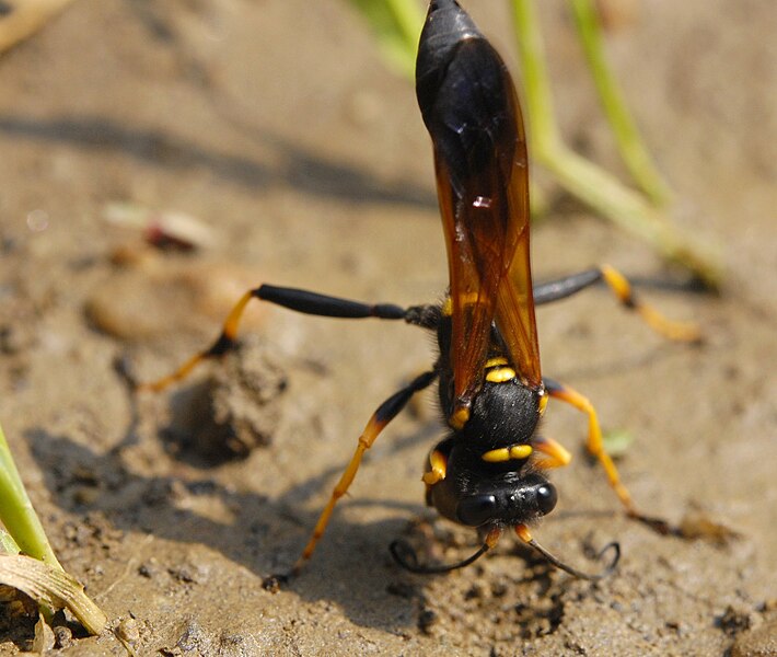 La mystérieuse Guêpe Noire : tout savoir sur cet insecte intrigant