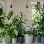 acheter plantes sur internet