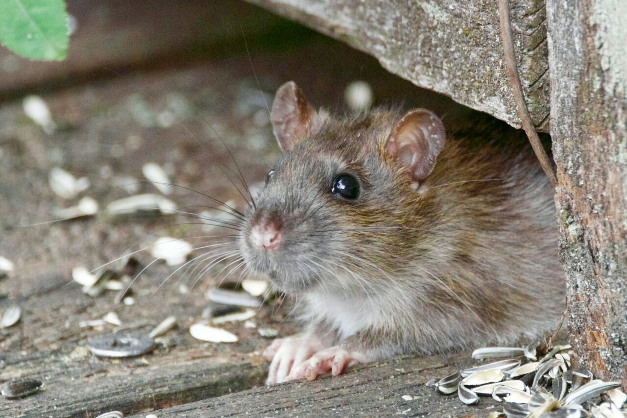 Méthodes d’extermination et pièges contre les souris