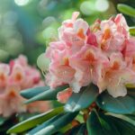 Comment planter le rhododendron simsii : guide complet pour réussir sa culture en extérieur ou en pot