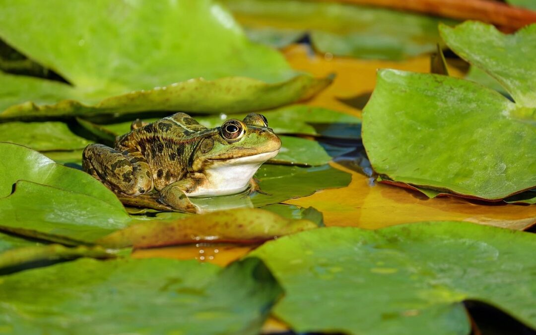 étang jardin sans permis