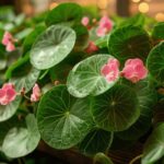 Fleur de pilea : conseils et astuces pour soigner et entretenir votre plante pour une belle floraison